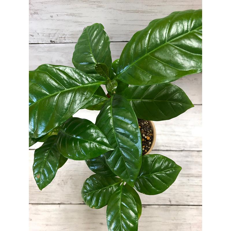 コーヒーの木 バレル栽培キット S 種から育てる栽培セット おしゃれ かわいい フォレスト カ園 DZ |  | 03