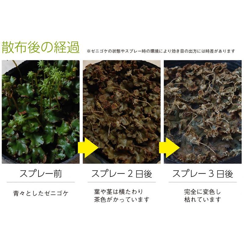 6本 コケそうじ ゼニゴケ専用濃縮液 500ml 駆除 コケ掃除 こけ 苔 コケ 落とし 掃除 そうじ コンクリート タイル パネフリ タS 代引不可 |  | 03