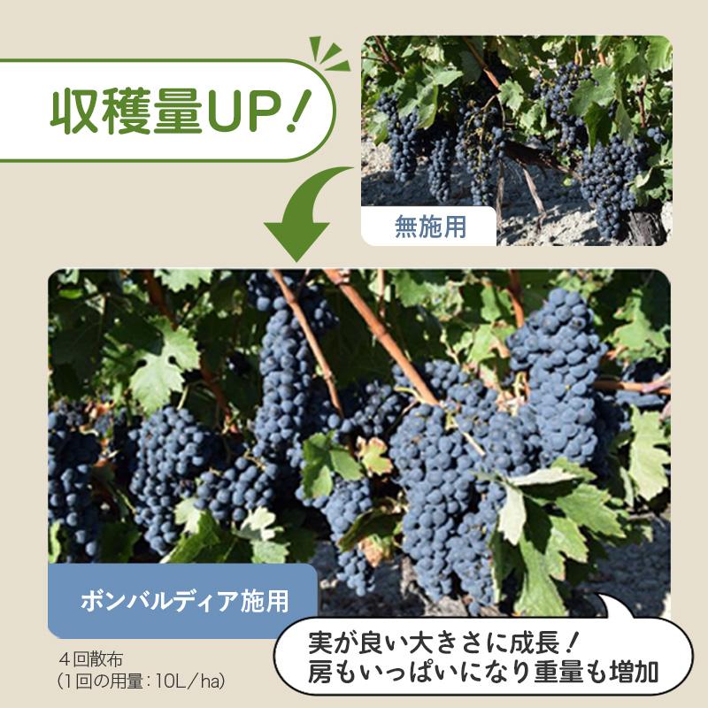 ボンバルディア 20L BOMBARDIER 有機活力液肥 ハイポネックス HYPONEX バイオスティミュラント資材 免疫力 成長力 向上 アミノ酸 フルボ酸 タS D | ハイポネックス | 05