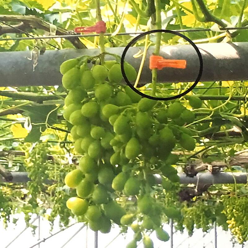 5000個 組立前品 接木フレンド ブルー 日本ピアレス工業 接ぎ木フレンド ジベレリン 目印 青色 カ施 北海道不可 代引不可 |  | 02