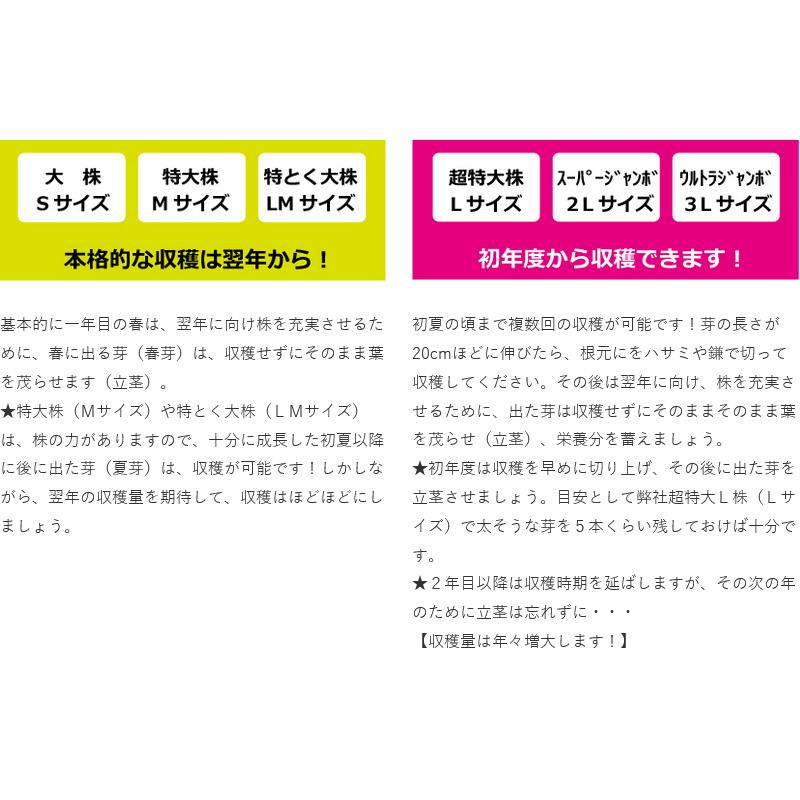 4袋 アスパラガス苗 特とく大サイズ LM株 ウェルカム 栽培用 (登録品種名：ウェルカム) 吉S DZ |  | 01