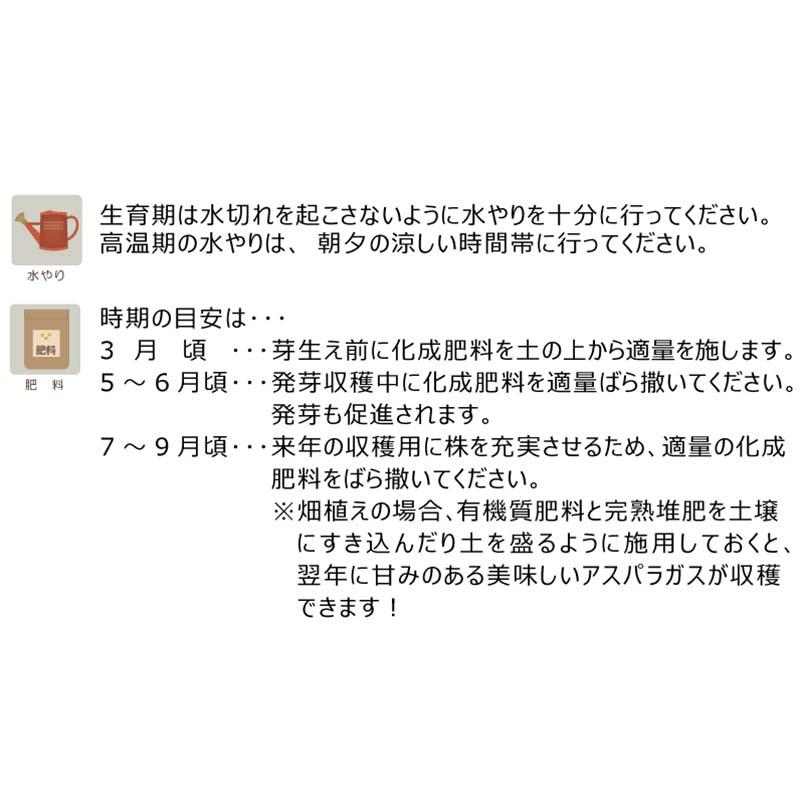 4袋 アスパラガス苗 特とく大サイズ LM株 ウェルカム 栽培用 (登録品種名：ウェルカム) 吉S DZ |  | 02