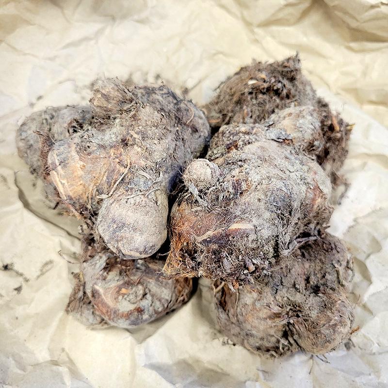 5kg 八ツ頭 栽培用種芋 里芋 (赤ズイキ 皮むき不要 細茎 赤茎) ヤツガシラ やつがしら 八頭 八ッ頭 里芋 種芋 栽培用 吉SDZ | 