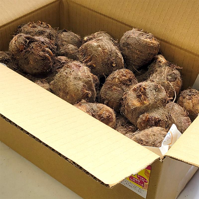 5kg 八ツ頭 栽培用種芋 里芋 (赤ズイキ 皮むき不要 細茎 赤茎) ヤツガシラ やつがしら 八頭 八ッ頭 里芋 種芋 栽培用 吉SDZ |  | 01