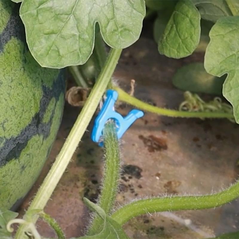 500個 しるしエース 日本製 しるしA 交配 目印 マーキング マーカー クリップ スイカ 果樹用品 果樹資材 農業 シーム タS DZ |  | 03