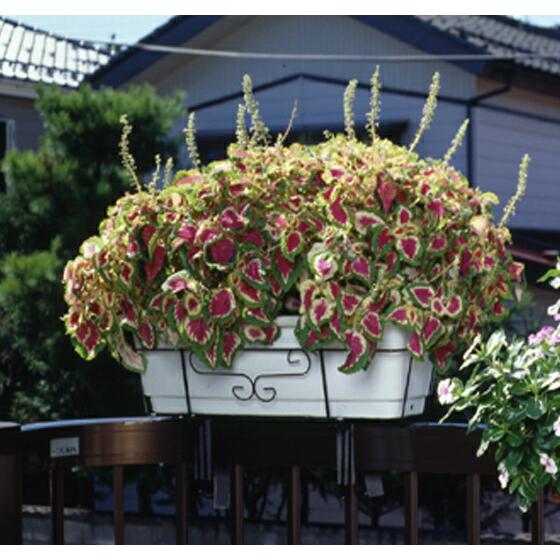 12個 フラワーエンゼル TOP型 No.260 黒色 ベランダ プランター フック 壁掛け 日本製 グリーンガーデン ガーデニング 壁面 ハンギング 花 園芸 小K D |  | 01