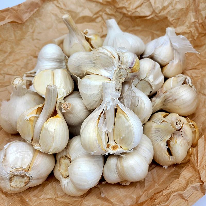 3kg B品 栽培用 ニンニク 青森県産 ホワイト六片 Lサイズ にんにく 球根 種用 吉S DZ | 