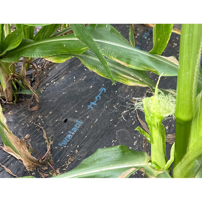 生分解性マルチフィルム ナトゥーラ 黒 無孔 0.018mm×135cm×200m 生分解 マルチ 岩谷マテリアル イワタニ DZ |  | 03