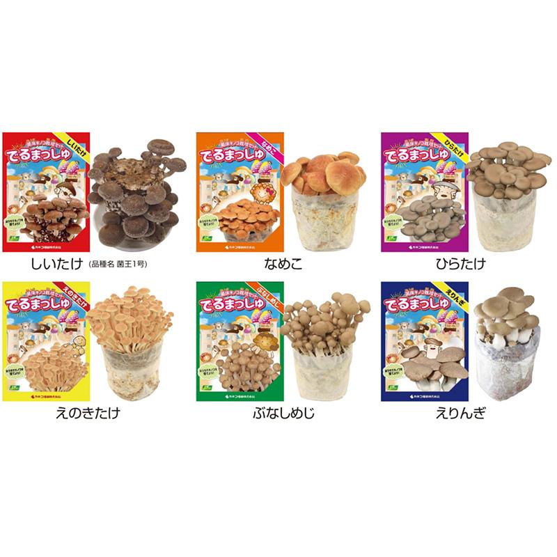 菌床きのこ栽培セット でるまっしゅ しいたけ カネコ種苗 栽培キット 椎茸 シイタケ キノコ栽培 DZ (登録品種名：菌王1号) |  | 01
