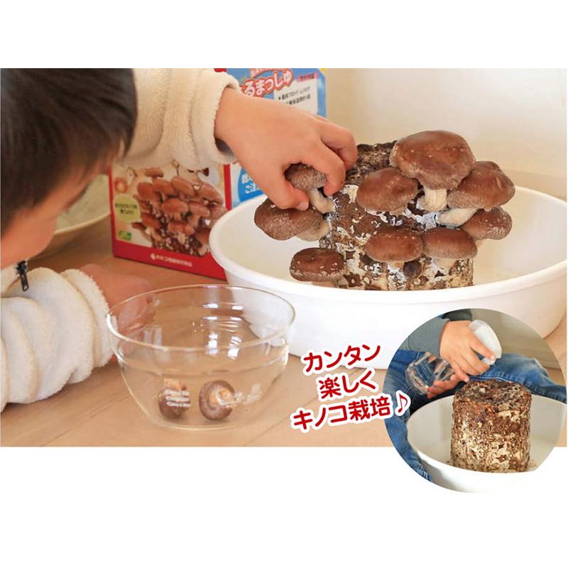 菌床きのこ栽培セット でるまっしゅ しいたけ カネコ種苗 栽培キット 椎茸 シイタケ キノコ栽培 DZ (登録品種名：菌王1号) |  | 02