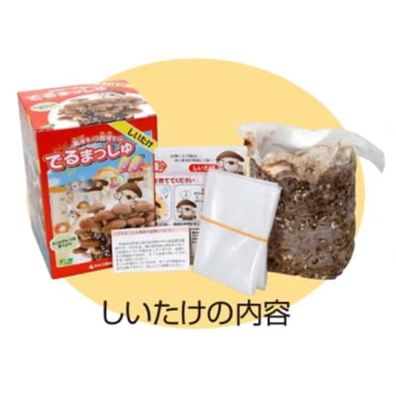 菌床きのこ栽培セット でるまっしゅ しいたけ カネコ種苗 栽培キット 椎茸 シイタケ キノコ栽培 DZ (登録品種名：菌王1号) |  | 03