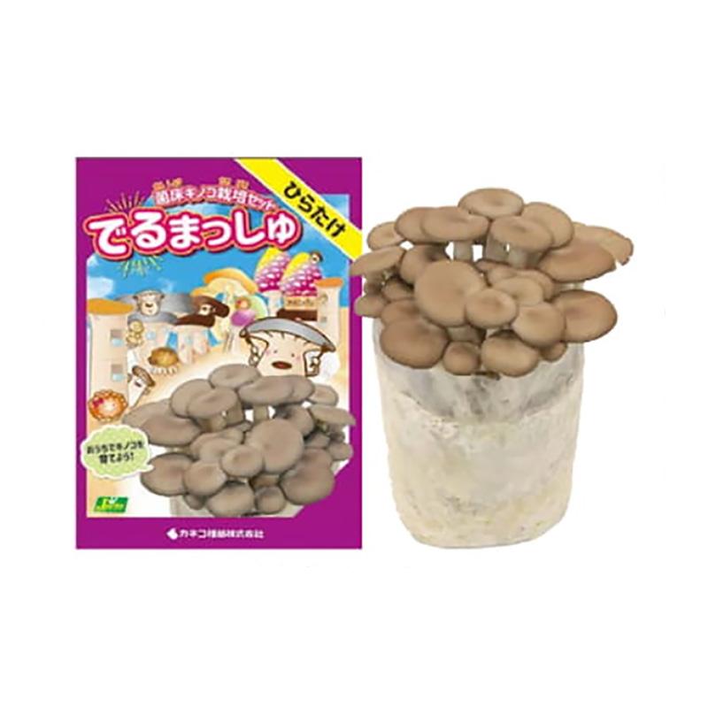 菌床きのこ栽培セット でるまっしゅ ひらたけ カネコ種苗 ヒラタケ 平茸 栽培キット キノコ栽培 DZ | 