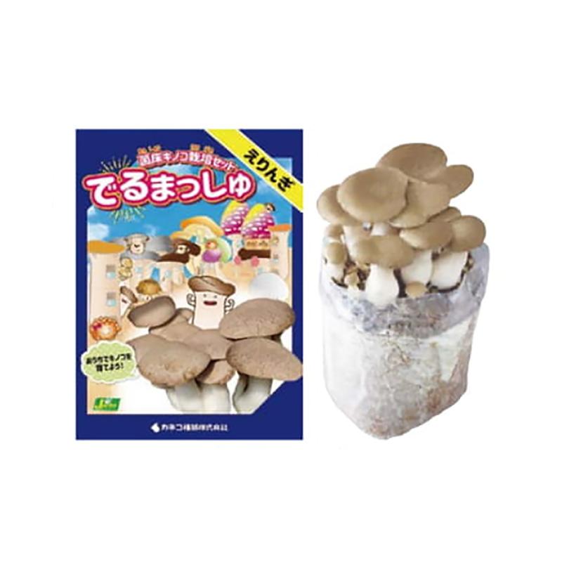 菌床きのこ栽培セット でるまっしゅ えりんぎ カネコ種苗 エリンギ 栽培キット キノコ栽培 DZ | 