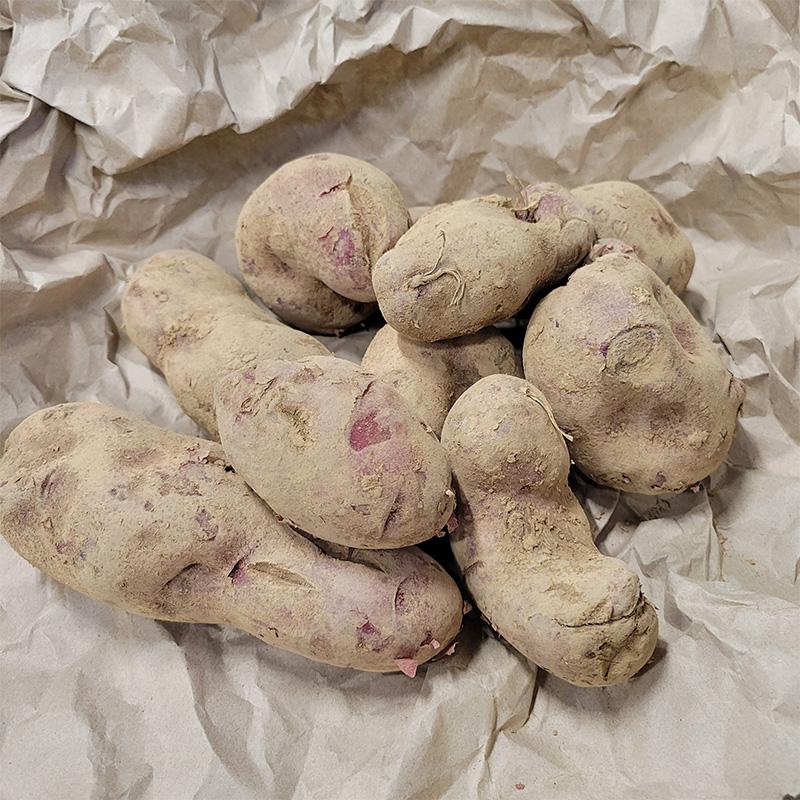 3kg 種芋 ノーザンルビー 混玉 B品 ジャガイモ PVP じゃがいも栽培用 吉S DZ (海外持出禁止 登録品種名:ノーザンルビー 農林水産省品種登録:第17447号) | 