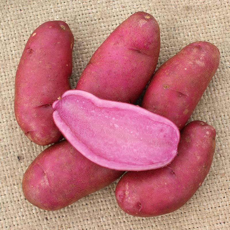 3kg 種芋 ノーザンルビー 混玉 B品 ジャガイモ PVP じゃがいも栽培用 吉S DZ (海外持出禁止 登録品種名:ノーザンルビー 農林水産省品種登録:第17447号) |  | 01