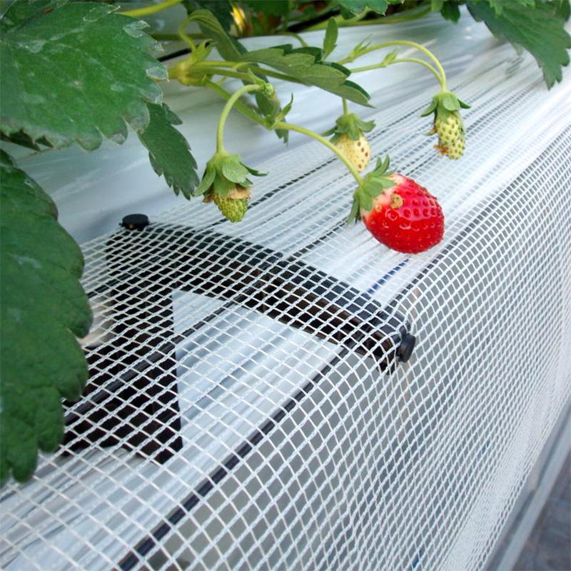 200セット ベリーウィング サンパッカー セット 25mm 矢崎化工 イチゴ栽培 茎折れ防止 高設栽培 ベリーウイング サT D |  | 03