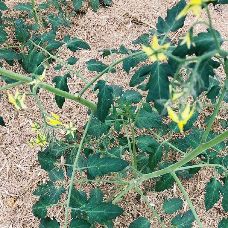カットわら 袋入り 20L 臼井農畜産 蒸気殺菌済み 稲わら 藁 稿 家庭菜園 園芸 農業 栽培 吉S D | アサノヤ産業 | 03