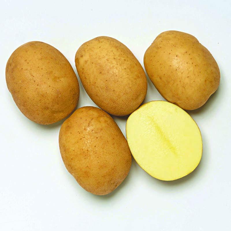 ＼大特価／ 1kg 種芋 十勝こがね 混玉 B品 ジャガイモ じゃがいも栽培用 吉S DZ (登録品種名:十勝こがね) |  | 01