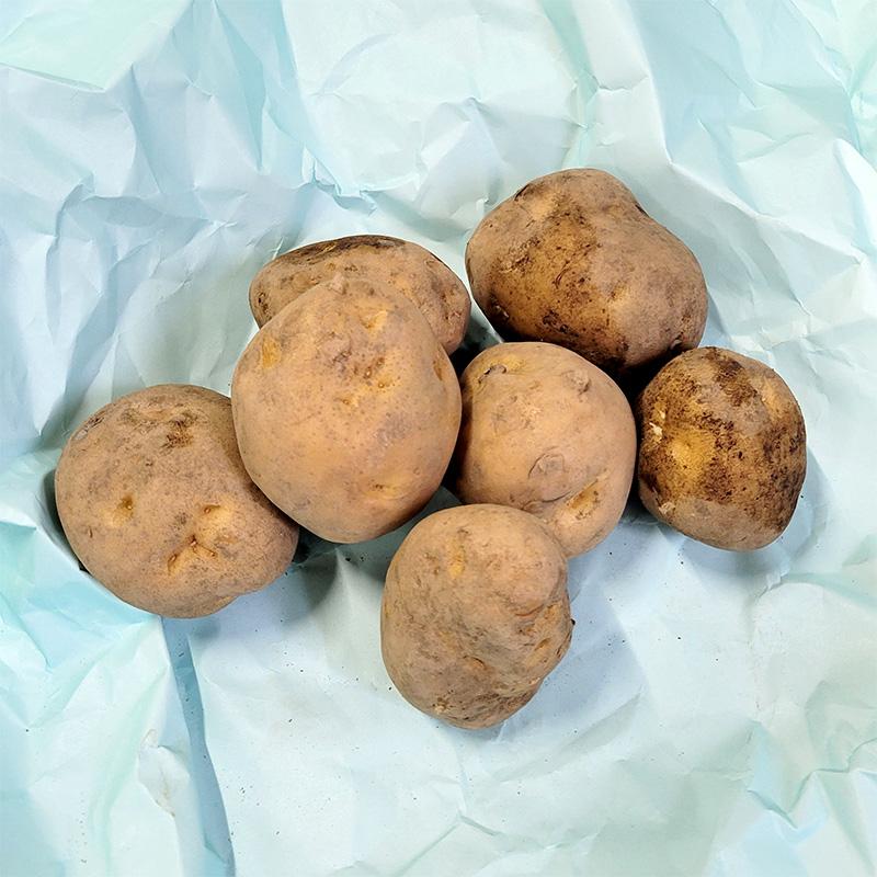 1kg 種芋 男爵 L玉 ジャガイモ じゃがいも栽培用 吉S DZ (登録品種名:男爵) | 