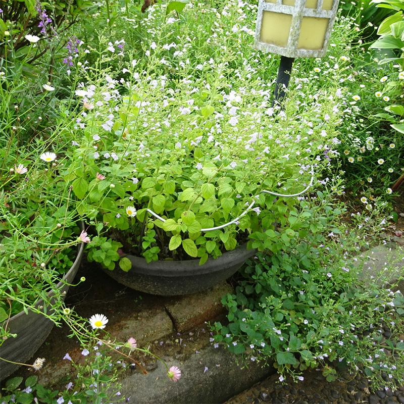 フラワーガード 接続ジョイント付 401-1 (5本1組) 幅12×高さ18×奥3cm  庭 風対策 花ささえ 園芸 支柱 鉢植え プランター ガーデニング 小KD |  | 06