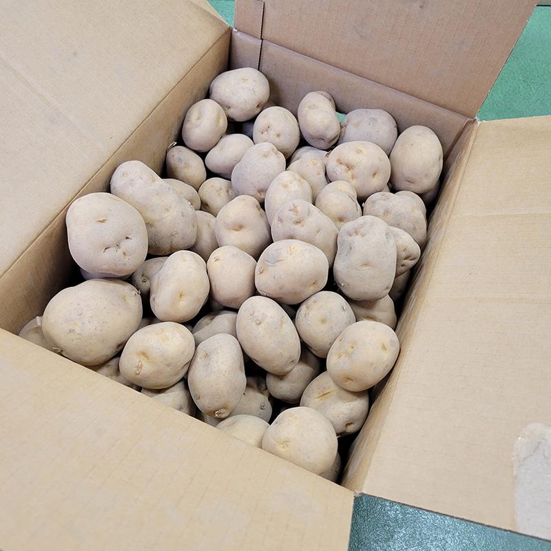 ＼大特価／ 5kg 種芋 男爵 M玉 ジャガイモ じゃがいも栽培用 吉S DZ (登録品種名:男爵) |  | 01