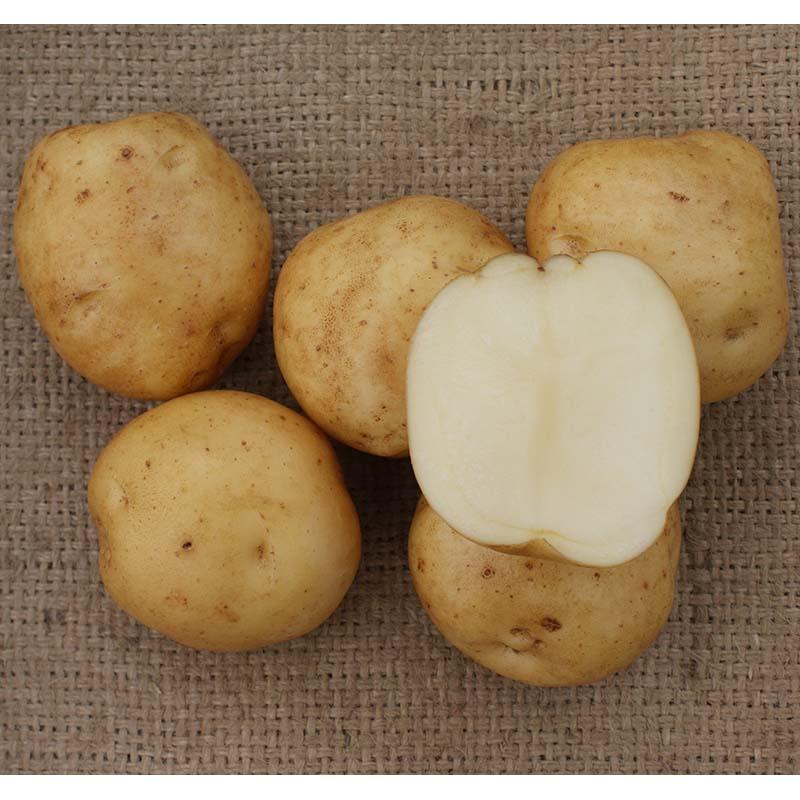 ＼大特価／ 5kg 種芋 男爵 M玉 ジャガイモ じゃがいも栽培用 吉S DZ (登録品種名:男爵) |  | 02