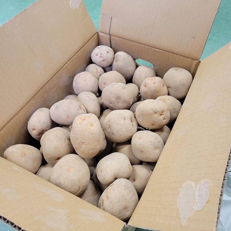 10kg 種芋 キタアカリ L玉 ジャガイモ じゃがいも栽培用 吉S DZ (登録品種名:キタアカリ) |  | 01