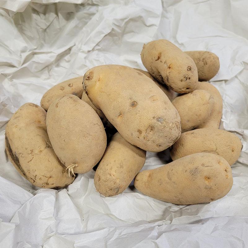 5kg 種芋 メークイン 混玉 B品 ジャガイモ じゃがいも栽培用 吉S DZ | 