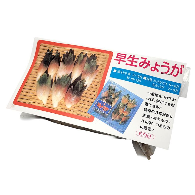 1袋 70g 栽培用 早生みょうが 茗荷 ミョウガ 山野草 野草 山菜 球根 種用 吉S DZ | 