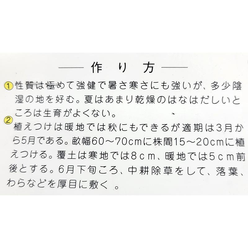 1袋 70g 栽培用 早生みょうが 茗荷 ミョウガ 山野草 野草 山菜 球根 種用 吉S DZ |  | 02