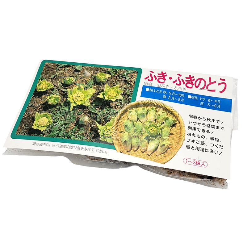1袋 1〜2株 栽培用 ふき ふきのとう 山ぶき ふうき 山野草 野草 山菜 球根 種用 吉S DZ | 