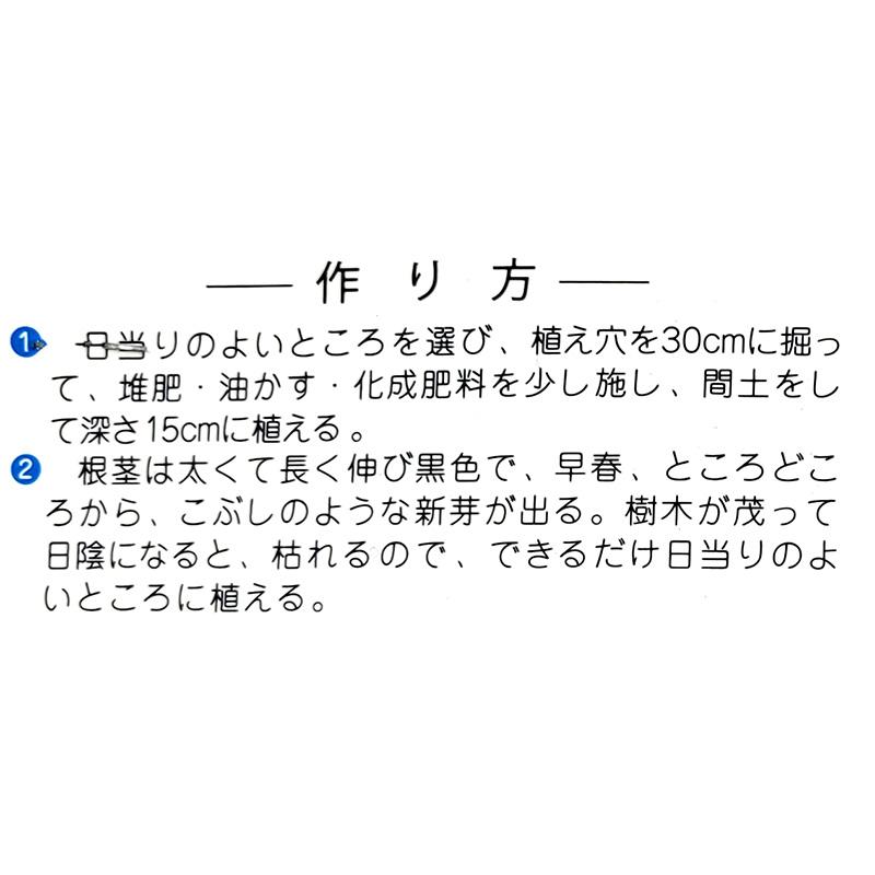 1袋 2株 栽培用 わらび 蕨 ワラビ 山野草 野草 山菜 球根 種用 吉S DZ |  | 02