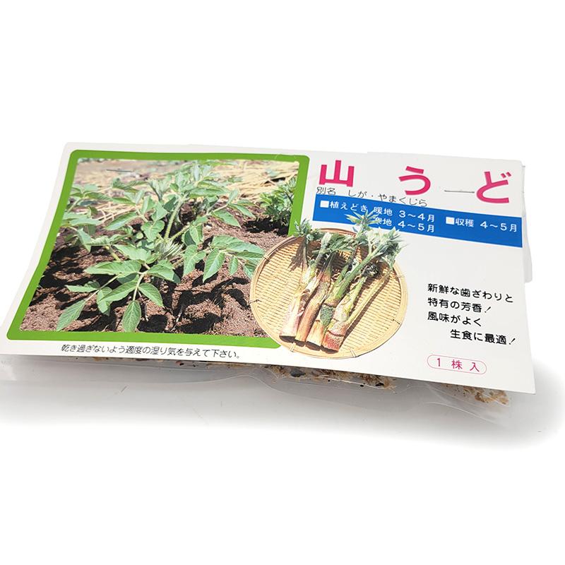 1袋 1株 栽培用 山うど しが やまくじら 山野草 野草 山菜 球根 種用 吉S DZ | 