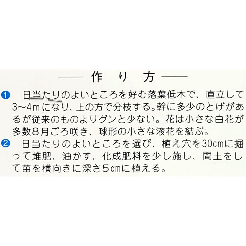 1袋 2株 栽培用 たらの芽 たらんぼ たらの木 山野草 野草 山菜 球根 種用 吉S DZ |  | 02