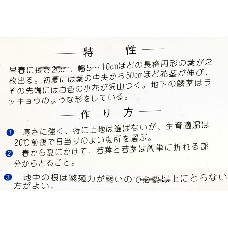 1袋 3球 栽培用 ギョウジャニンニク 茖葱 行者蒜 山野草 野草 山菜 球根 種用 吉S DZ |  | 02