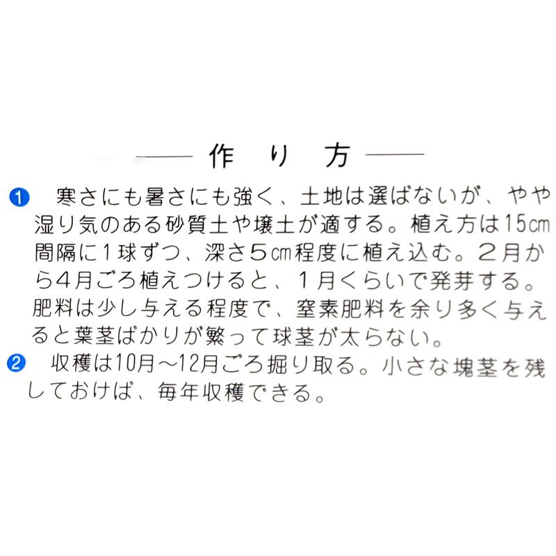 1袋 40g 栽培用 チョロギ 草石蚕 甘露 ちょろぎ 長老喜 山野草 野草 山菜 球根 種用 吉S DZ |  | 02