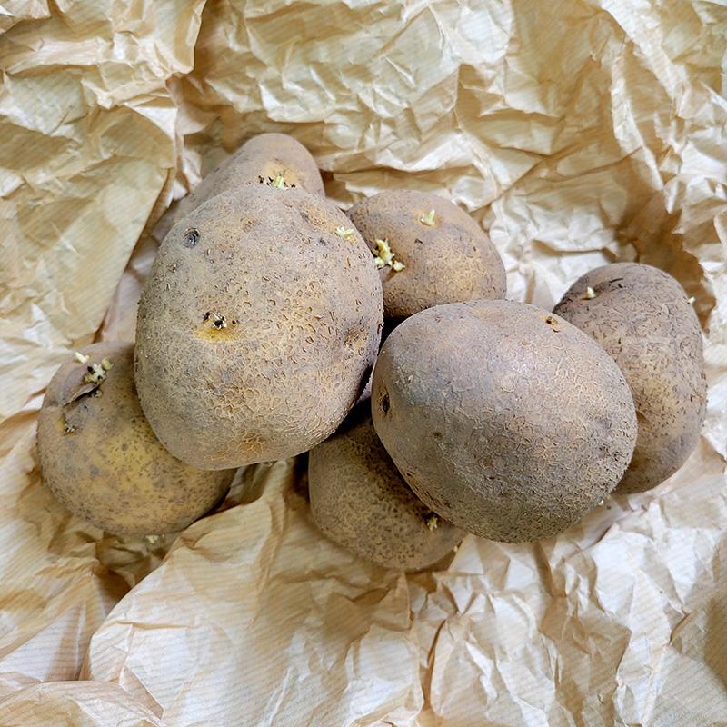5kg 種芋 とうや L玉 ジャガイモ じゃがいも栽培用 吉S DZ (登録品種名:とうや)（Yahoo!・農業用品販売のプラスワイズ）