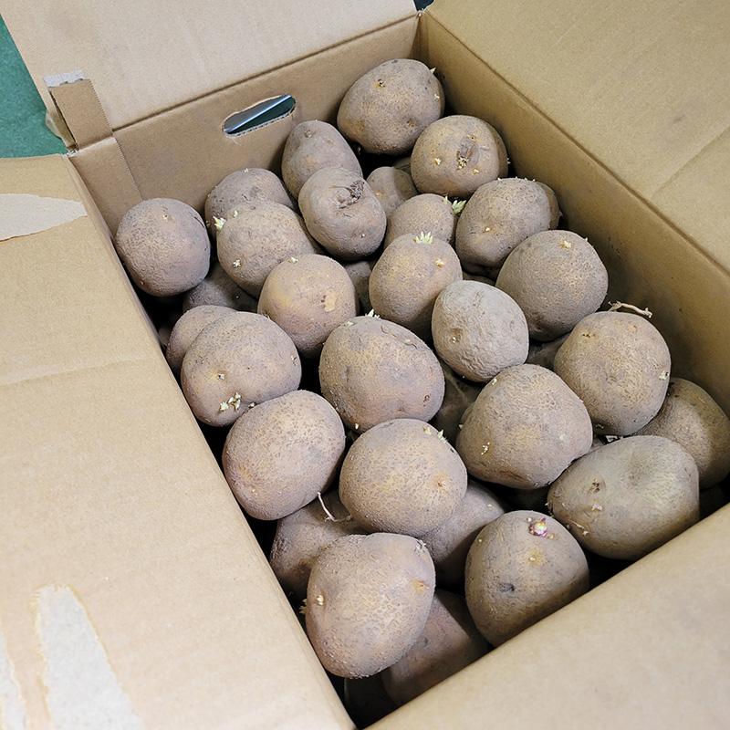 10kg 種芋 とうや L玉 ジャガイモ じゃがいも栽培用 吉S DZ (登録品種名:とうや) |  | 01