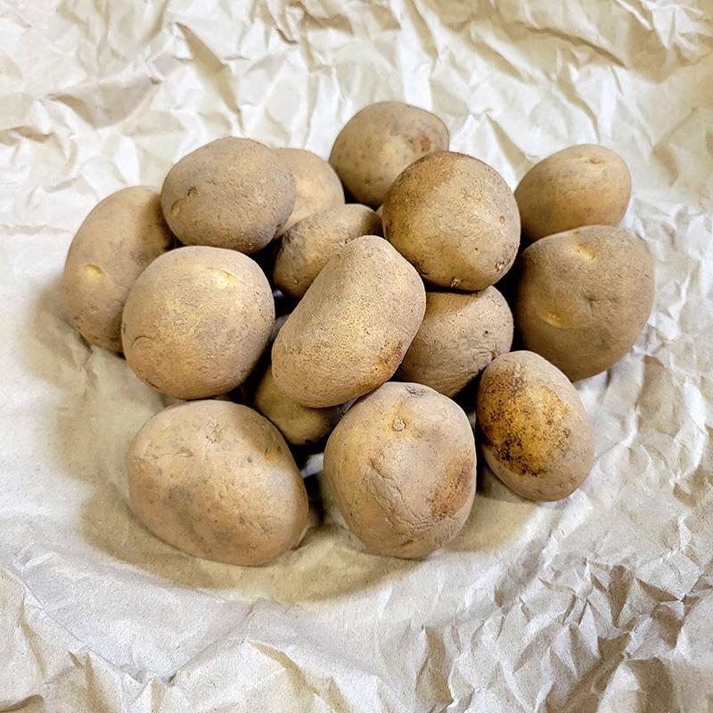 1kg 種芋 十勝こがね 混玉 ジャガイモ じゃがいも栽培用 吉S DZ (登録品種名:十勝こがね) | 