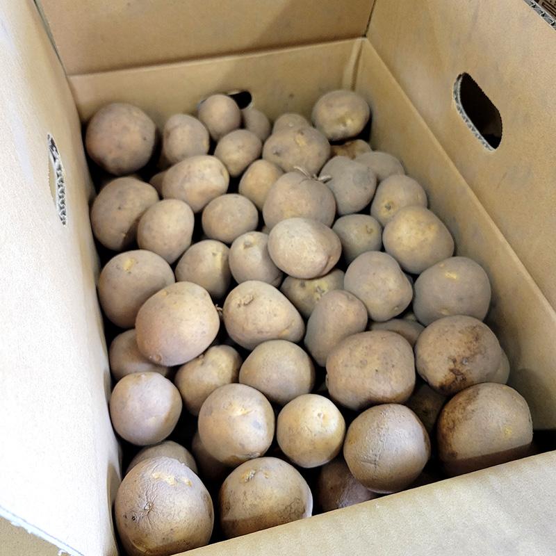 1kg 種芋 十勝こがね 混玉 ジャガイモ じゃがいも栽培用 吉S DZ (登録品種名:十勝こがね) |  | 02