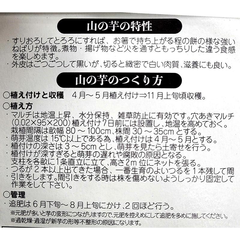 ＼大特価／ 5球 種芋 山の芋 丸芋 やまのいも 栽培用 吉S DZ |  | 01