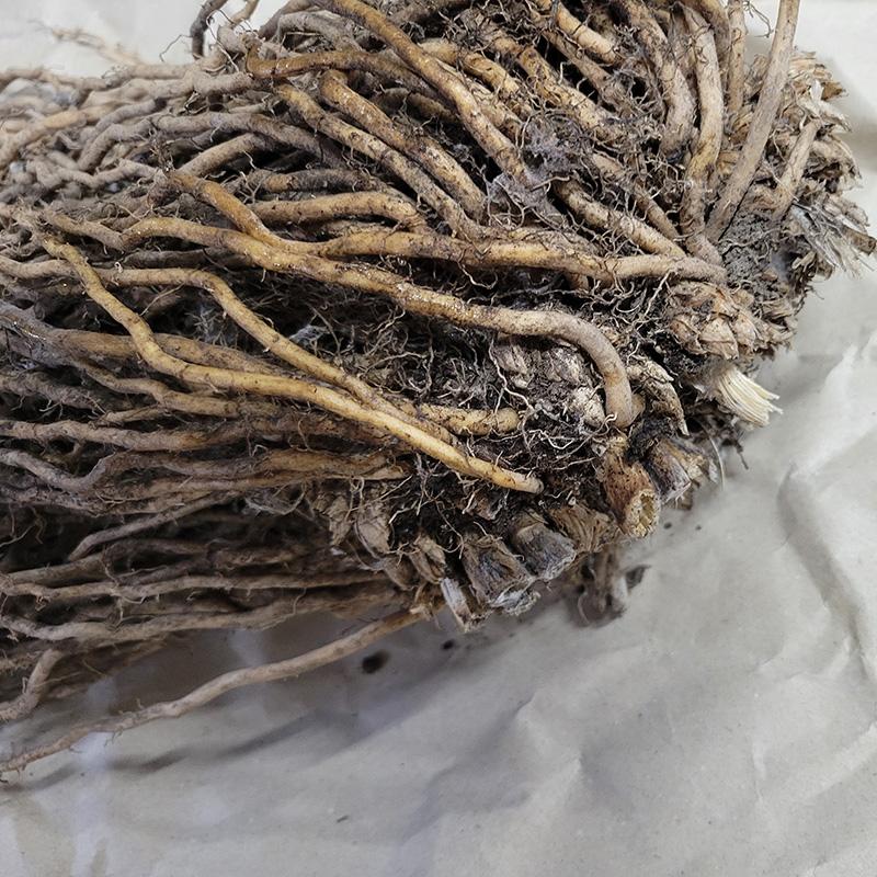 アスパラガス苗 スーパージャンボ 超超特大株 2L株 太宝早生 (パッケージなし) 栽培用 吉S DZ |  | 01