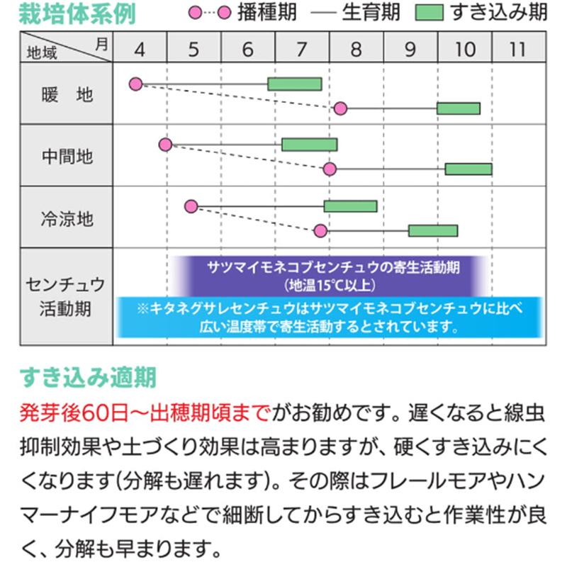 種 10kg スダックス緑肥用 ソルガム カネコ種苗 緑肥 春播き 夏播き 線虫低減 硬盤破砕 防風 除塩 カ緑 代引不可 |  | 02