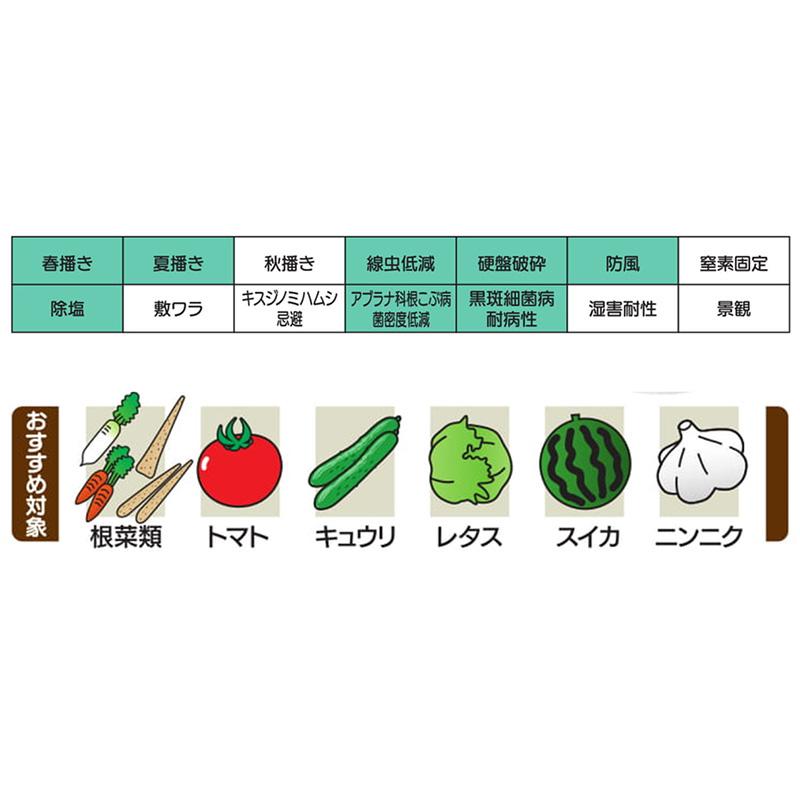 種 10kg スダックス緑肥用 ソルガム カネコ種苗 緑肥 春播き 夏播き 線虫低減 硬盤破砕 防風 除塩 カ緑 代引不可 |  | 03