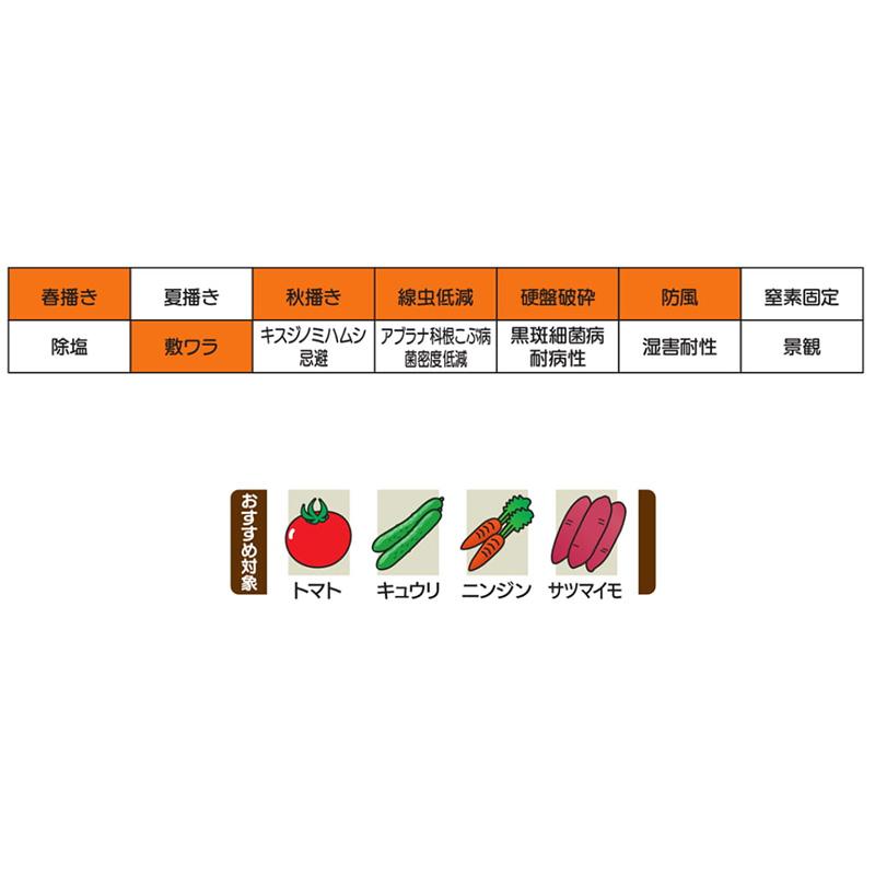 種 1kg ヒットマン エンバク カネコ種苗 緑肥 春播き 秋播き 線虫低減 硬盤破砕 防風 敷ワラ カ緑 代引不可 |  | 03