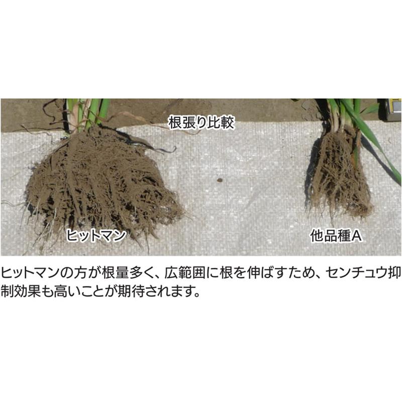 種 22.5kg ヒットマン エンバク カネコ種苗 緑肥 春播き 秋播き 線虫低減 硬盤破砕 防風 敷ワラ カ緑 代引不可 |  | 04