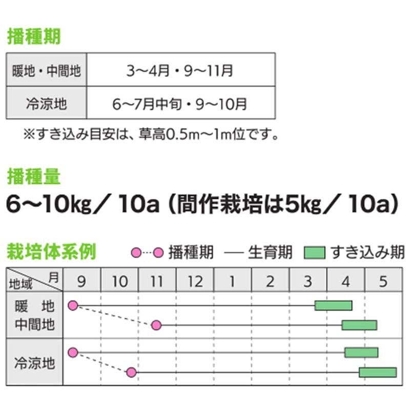 種 1kg ハルミドリ ライムギ カネコ種苗 ライ麦 緑肥 秋播き 硬盤破砕 敷ワラ 黒斑細菌病耐病性 カ緑 代引不可 |  | 02
