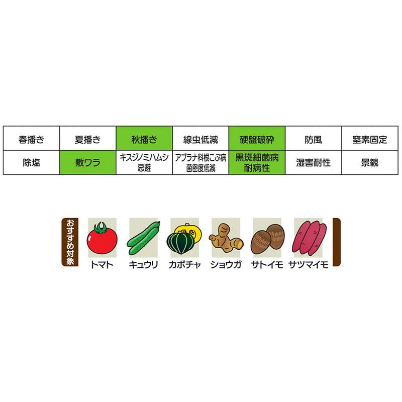 種 1kg ハルミドリ ライムギ カネコ種苗 ライ麦 緑肥 秋播き 硬盤破砕 敷ワラ 黒斑細菌病耐病性 カ緑 代引不可 |  | 03