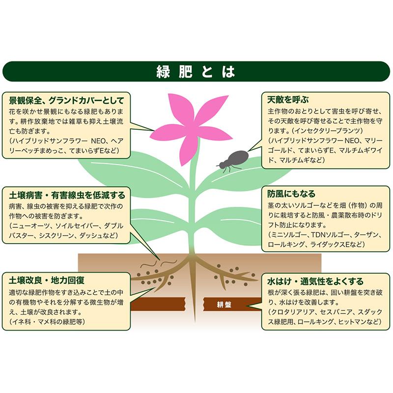 種 1kg ハルミドリ ライムギ カネコ種苗 ライ麦 緑肥 秋播き 硬盤破砕 敷ワラ 黒斑細菌病耐病性 カ緑 代引不可 |  | 05