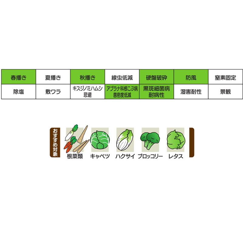 種 1kg ダッシュライムギ カネコ種苗 ライ麦 緑肥 春播き 秋播き 硬盤破砕 防風 アブラナ科根こぶ病菌密度低減 黒斑細菌病耐病性 カ緑 代引不可 |  | 03